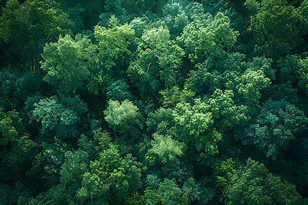 茂密的绿色森林图片
