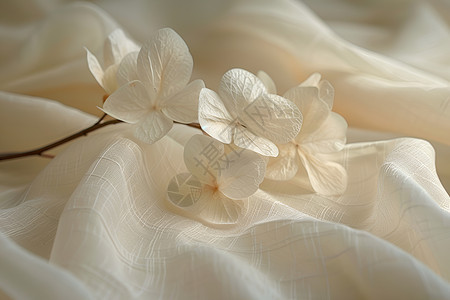 柔和白布上的花朵图片