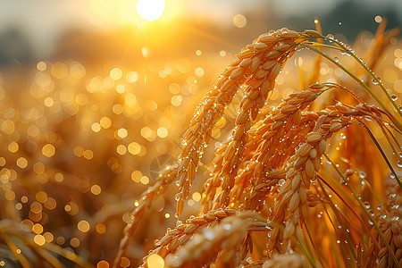 金黄色的水稻田图片