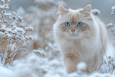 白色小猫图片