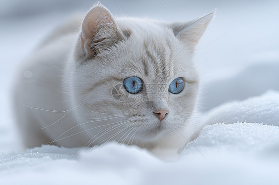 冬季户外的猫咪图片