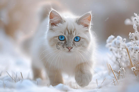 冬日雪地上的猫咪图片