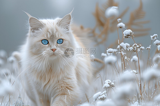 雪地上行走的猫咪图片