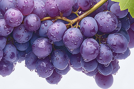 紫色葡萄串插画图片
