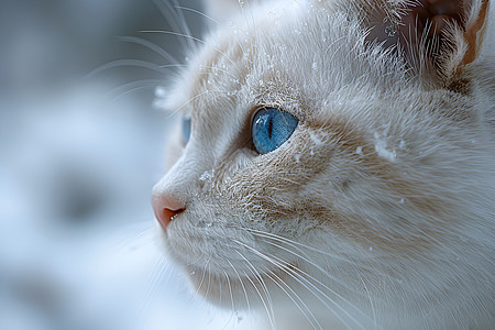 雪中蓝眼白猫图片