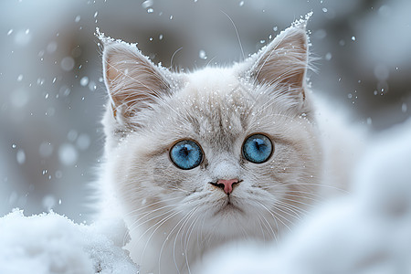 雪中蓝眼猫图片