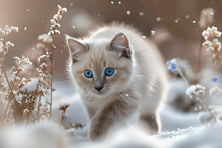 一只蓝眼白猫在雪地里嬉戏图片