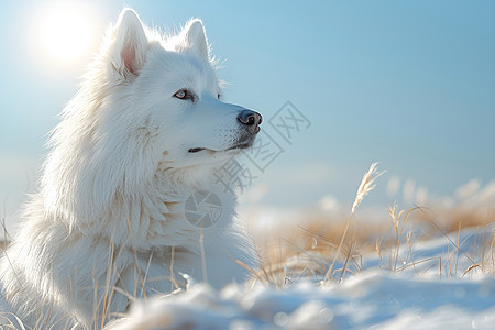 冬季户外的狗狗图片