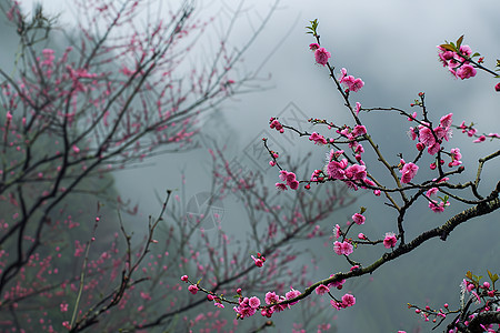 花朵在树上绽放图片