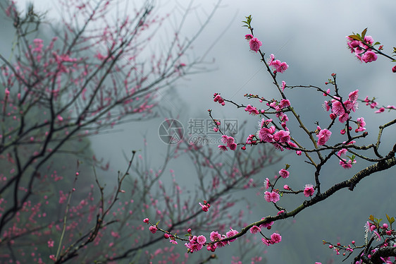 花朵在树上绽放图片