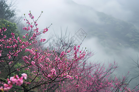 山坡上的花树图片