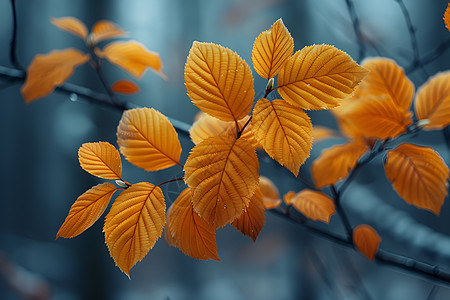 秋日的树叶图片