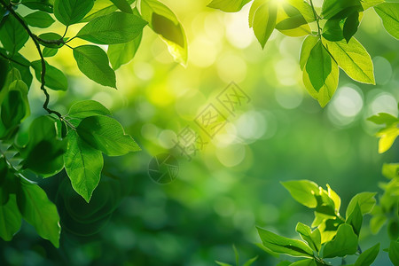 绿叶枝间透过阳光图片