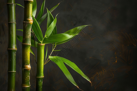 竹子在黑暗背景上图片