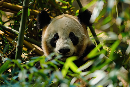 熊猫在竹林中坐着图片