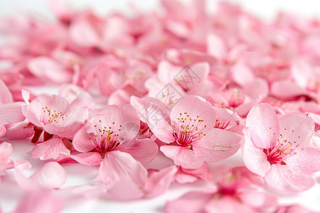 缤纷粉色花朵图片