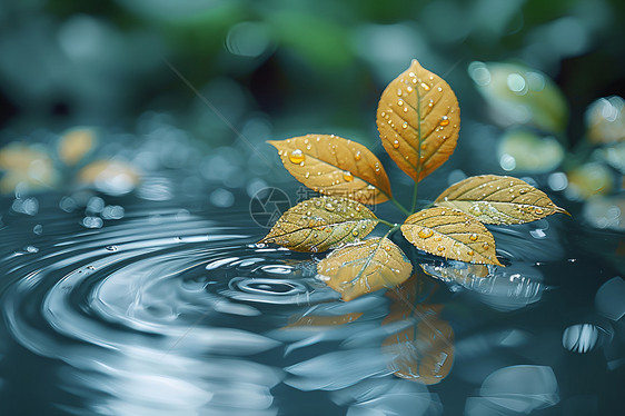 水滴上漂浮的叶子图片
