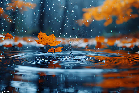 微雨中的叶子图片