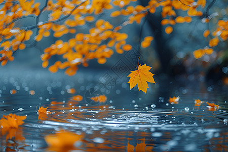 水中漂浮的叶子图片