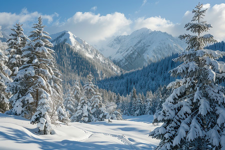 冬天山上的松树图片