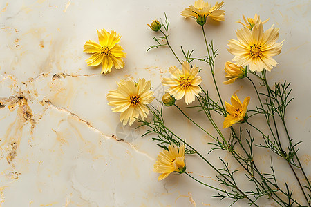 大理石背景下的一束黄花图片