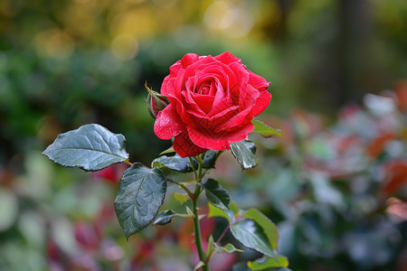 花园里盛开的玫瑰图片
