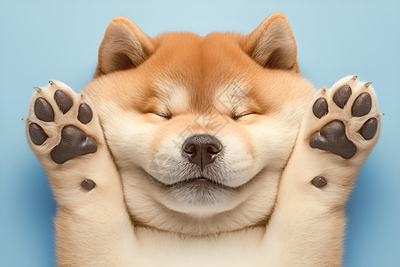 可爱的小狗张开胖胖的爪子图片