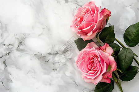 盛开的美丽玫瑰图片