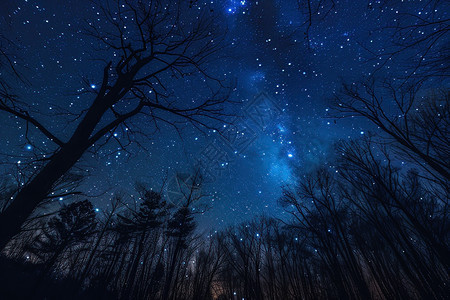 夜空下的星辰与树木图片