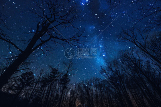 夜空下的星辰与树木图片