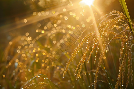 小麦上的阳光与水珠图片