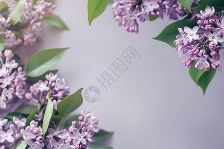 绽放的紫色花朵图片
