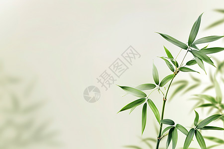 展示的竹子和绿叶图片