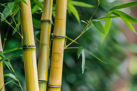 竹林中的竹子图片