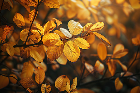 枝头上黄色叶子图片