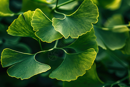 绿色植物的叶子图片