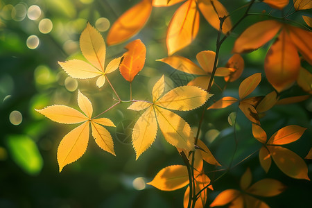 树叶上的阳光图片