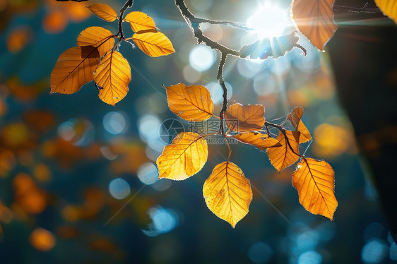 秋日阳光穿过树枝图片