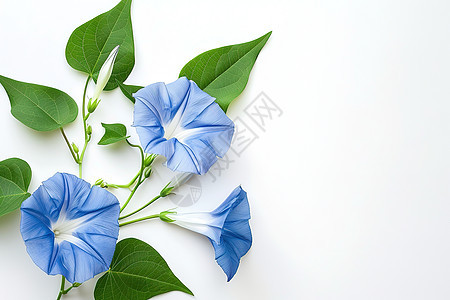 蓝色花朵盛开图片