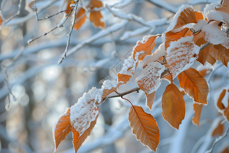 冬天的树叶图片