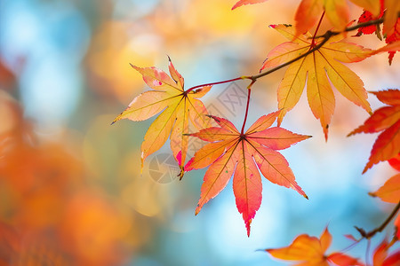 秋色纷飞的树叶图片