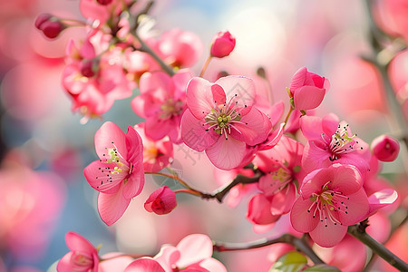 粉红色的海棠图片
