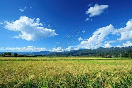 蓝天下的田野图片