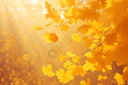 阳光下的秋叶图片
