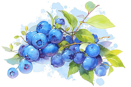 水彩蓝莓插画图片