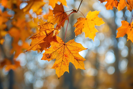 秋天森林中的枝叶图片
