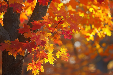 秋季的红色枫叶图片