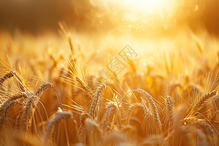 阳光晒在金色的麦穗上图片
