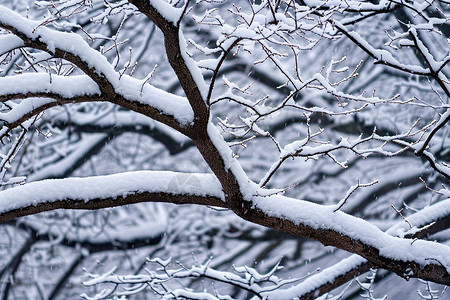 错落有致的树枝上挂满雪花图片