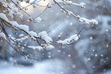 冬日枝头挂满雪花图片